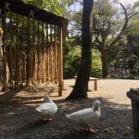 【平塚】アヒルの神様がいる神社🪿平塚八幡宮🇯🇵