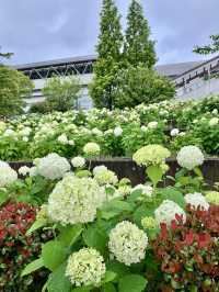 繡球花@東京台場