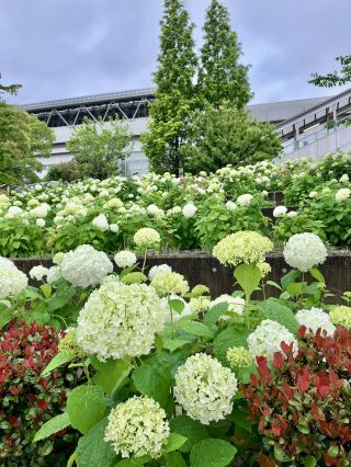 Hydrangeas in Tokyo Odaiba