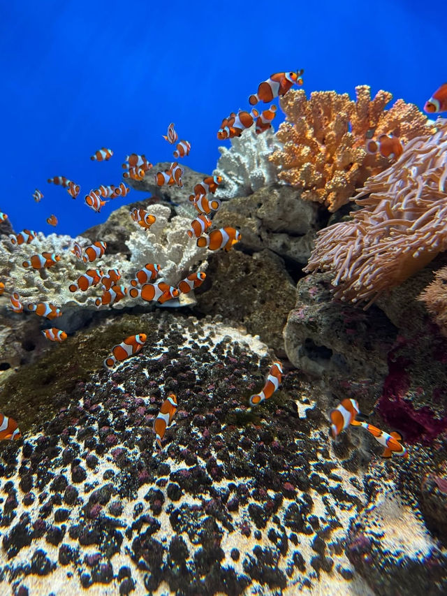 【城崎マリンワールド】海とつながる体験型水族館で、感動のひとときを🐟🎣