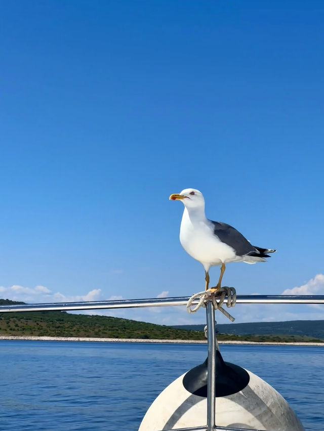 🇭🇷 Second Time on the “Golden Island” – Krk, Croatia | Hidden Mediterranean Paradise 🌊 