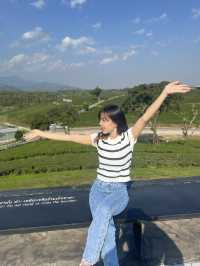ไร่ชาฉุยฟง  บรรยกาศดีมาก จังหวุดเชียงราย