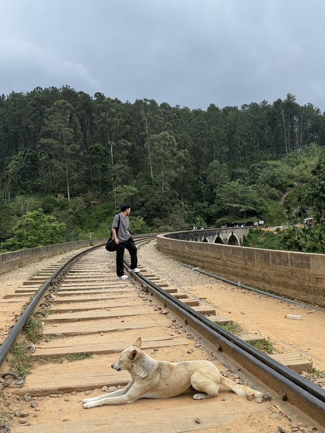 🌉斯里蘭卡九孔橋拍照攻略｜絕美叢林列車，每一張都像宮崎駿電影