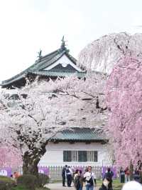  ปราสาทฮิโรซากิ 🌸 ปราสาทกลางซากุระแห่งโทโฮคุ
