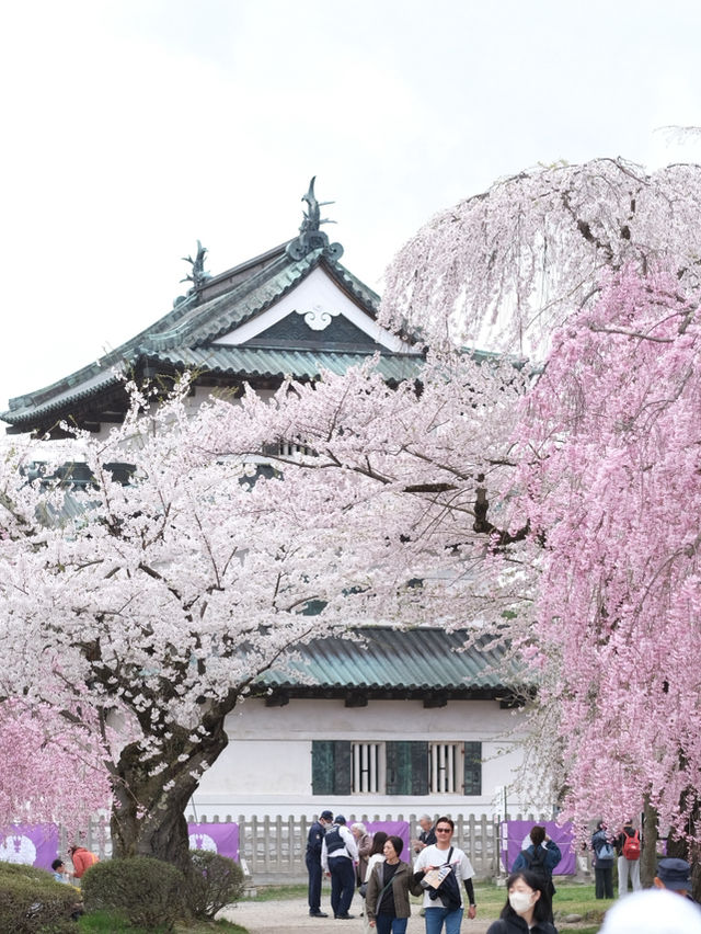  ปราสาทฮิโรซากิ 🌸 ปราสาทกลางซากุระแห่งโทโฮคุ