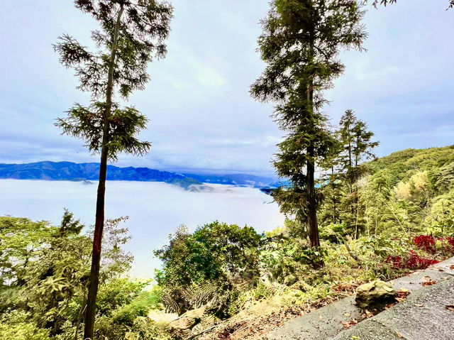 雲嘉連峰縱走巡禮～看茶園賞雲海及鐵道