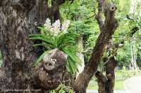 สวนช้างทองเฮอริเทจ สวนไม้โยราณเชียงใหม่