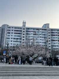 Seoul in April