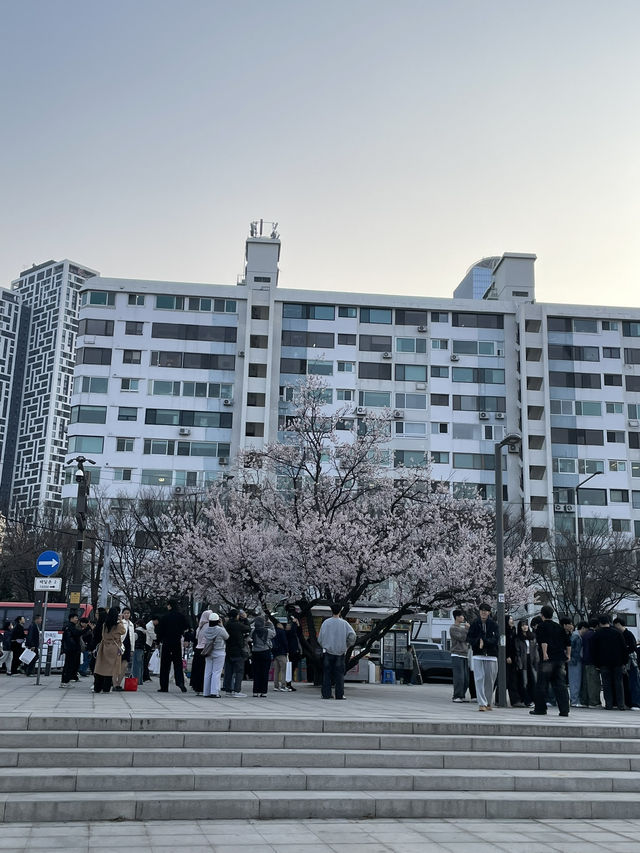 Seoul in April