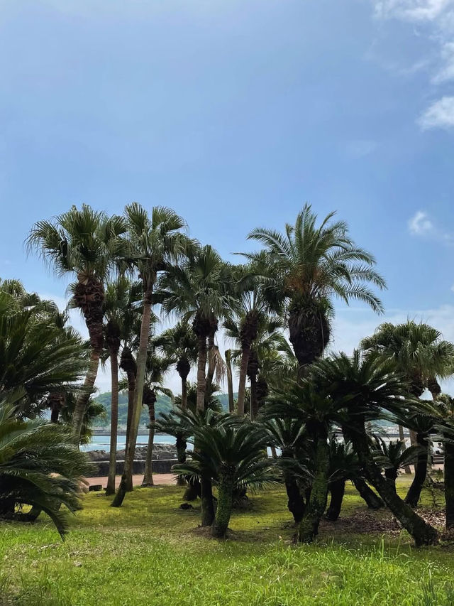 【宮崎】南国絶景を満喫🌴日南海岸ドライブで癒しの旅🚗