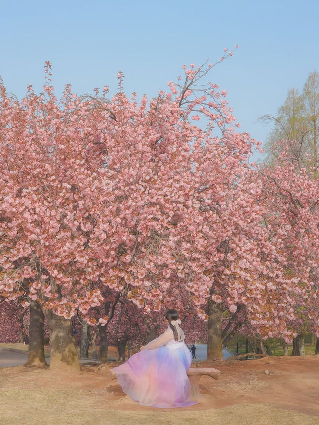 내가 사랑한 경주의 봄🌸❤️