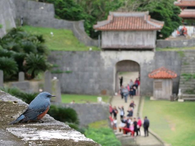 ⛩️ 沖繩漫遊｜首里城、藍色小鳥、庭園午餐和波上宮海景*🐦🌿🌊