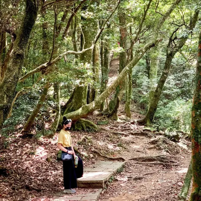 親子友善森林步道｜桃園復興東眼山