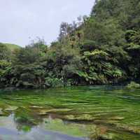 Te Waihou Walkway – New Zealand’s Hidden Gem of Crystal Waters 