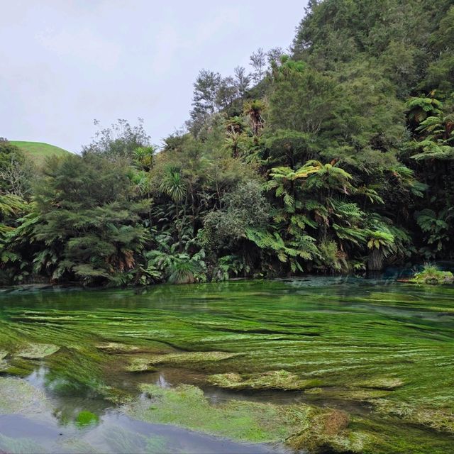 Te Waihou Walkway – New Zealand’s Hidden Gem of Crystal Waters 