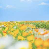 🌻🐄 *Hana Hiroba Farm (花ひろばファーム): A Flower-Filled Escape in Japan’s Countryside* 🌸🚜