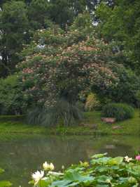 Silk Tree Season at Hangzhou Botanical Garden