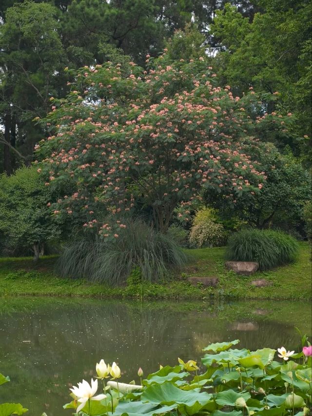 Silk Tree Season at Hangzhou Botanical Garden