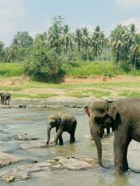 【ピンナワラゾウの孤児院】🇱🇰スリランカ