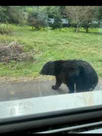 🦁秋吉台サファリランド｜動物たちと超接近！ドキドキのサファリ体験