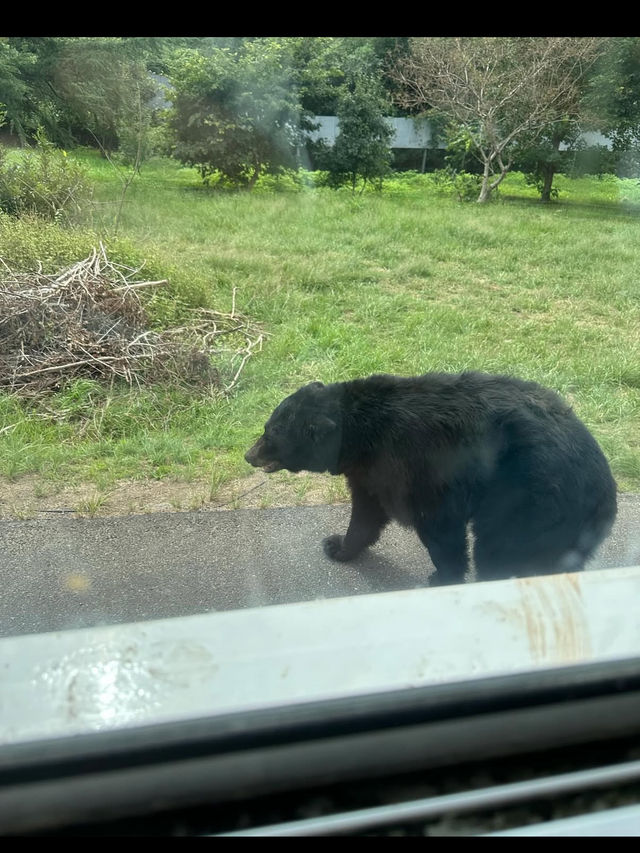 🦁秋吉台サファリランド｜動物たちと超接近！ドキドキのサファリ体験