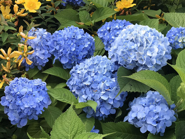 🌸 横浜新港中央広場の紫陽花から、ワールドポーターズ散策、エアキャビンで桜木町へ戻る旅
