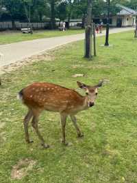 Nara Park 🦌🌸