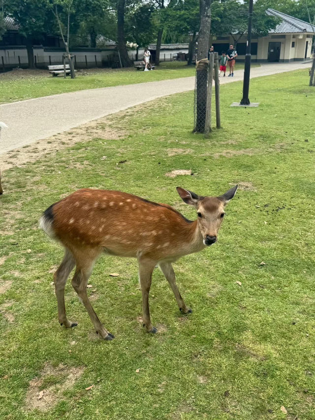 Nara Park 🦌🌸  Nara Park 🦌🌸