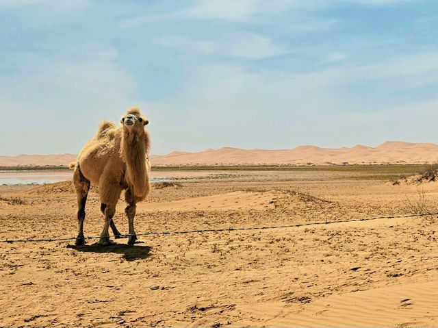 寧夏之旅🐫一定要體驗嘅嘢✨️越野闖五湖