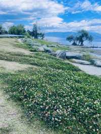 Dali's Magic: From Illuminated Nights to Tranquil Mornings at Erhai Lake( Spring Edition)