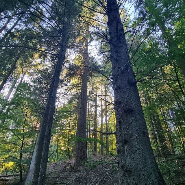 Rold Skov