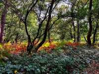 🌳 Sutton Park – Nature’s Playground in Birmingham 🌳