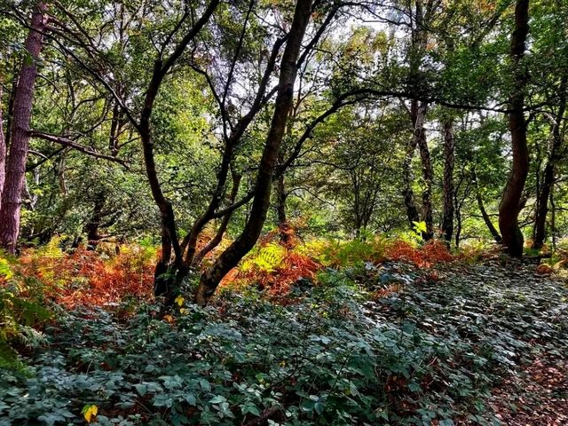 🌳 Sutton Park – Nature’s Playground in Birmingham 🌳