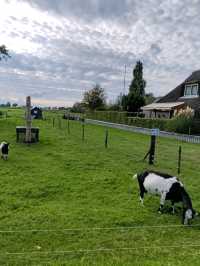 The Slow Life of Animals in Giethoorn
