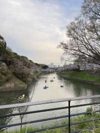 2025.03.28 櫻花季東京獨旅五天四夜行程 p6 第四天行程大公開(5.17:30千鳥淵（千鳥ヶ淵）)