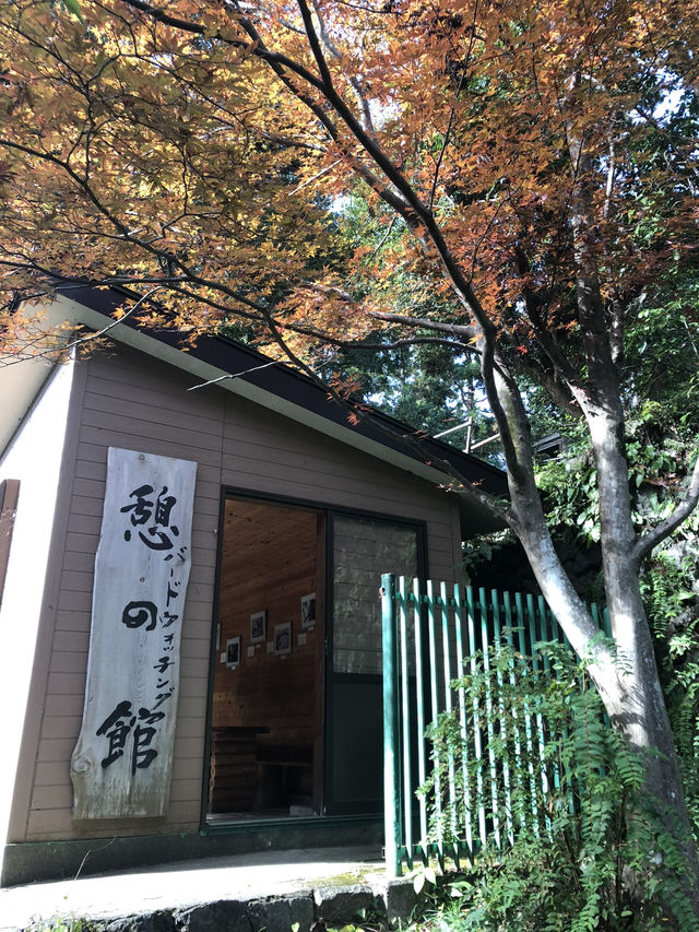 🚡高尾山一日遊：纜車體驗×登山散策×美食享受