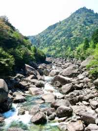 Exploring Yakushima – Where Ancient Forests Whisper Peace 🌿 
