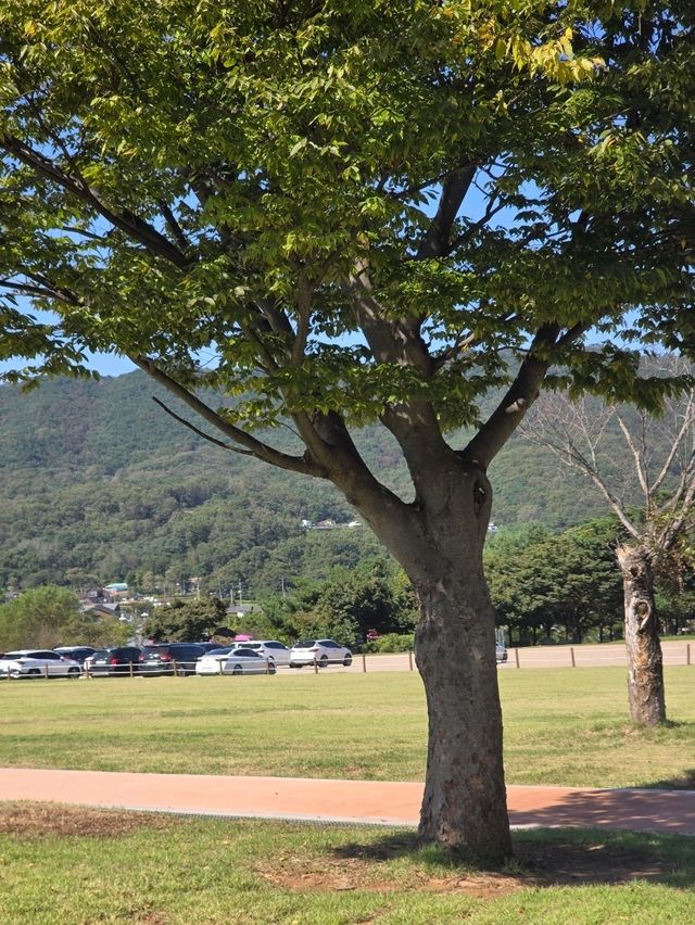 🌿 걷기 좋은 역사 산책길, 강화 고인돌공원