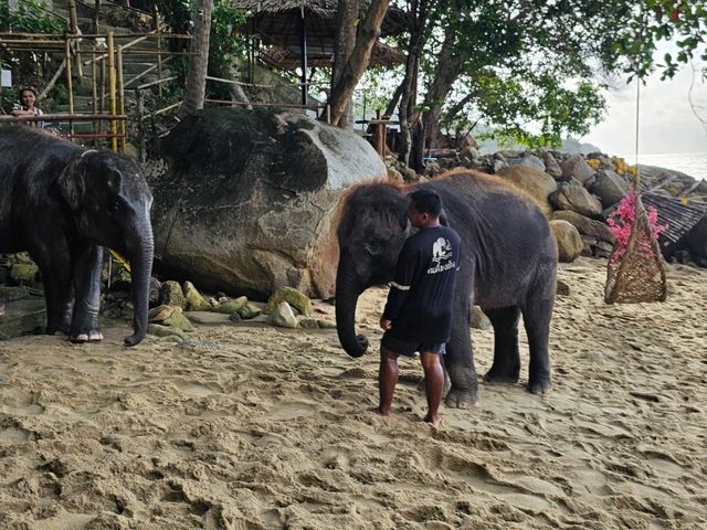 プーケット・ピピ島(マヤ湾)