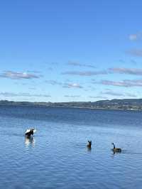 🇳🇿🦢 Rotorua's Swan Lake: Where Emerald Waters Meet Sapphire Skies! 🌊