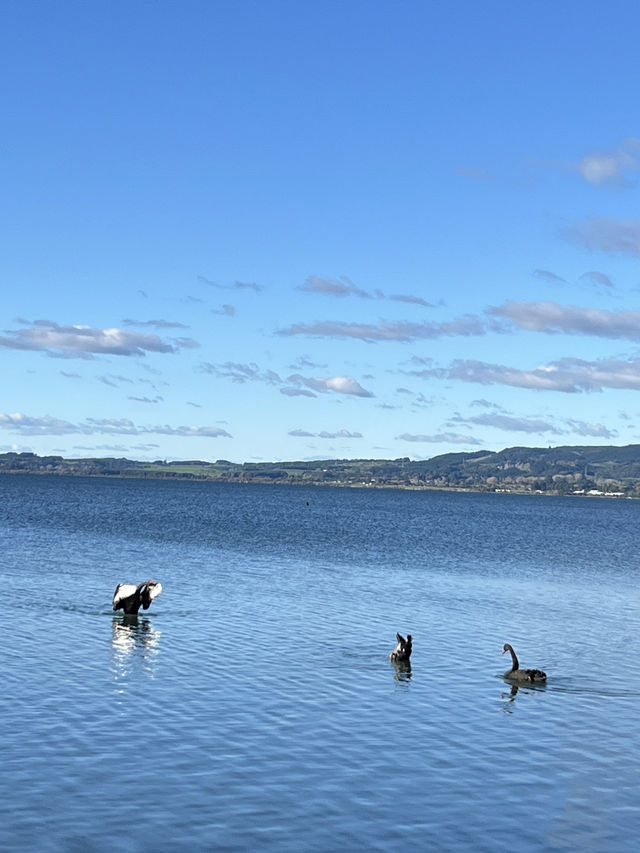 🇳🇿🦢 Rotorua's Swan Lake: Where Emerald Waters Meet Sapphire Skies! 🌊