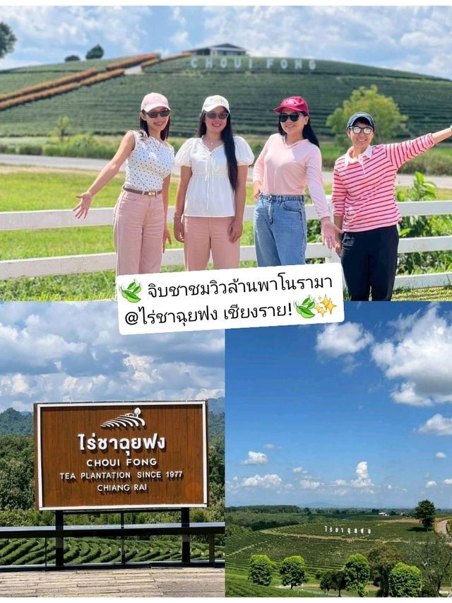 ✨🍃 จิบชา ชมวิวพาโนรามา ที่ไร่ชาฉุยฟง เชียงราย