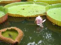 SSR Botanic Garden - Mauritius 