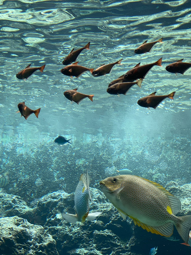 【沖縄旅行】世界的に有名な美海水族館🐡一度は行くべき! 【沖縄旅行】世界的に有名な美海水族館🐡一度は行くべき!