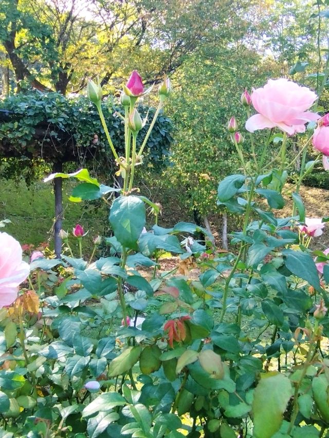 蒜山香草樂園 蒜山香草樂園