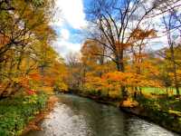 青森小眾秘境！奧入瀨溪流14公裡絕美徒步攻略🚶‍♀