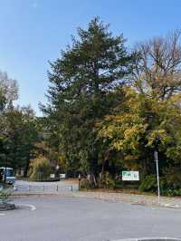 마루야마 공원의 아침