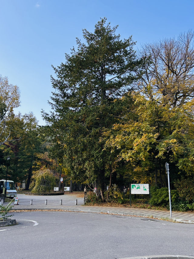 마루야마 공원의 아침 마루야마 공원의 아침