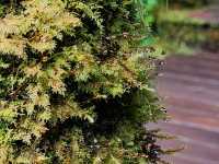 Forest Bathing at Doi Inthanon: Chill Vibes + Epic Scenery