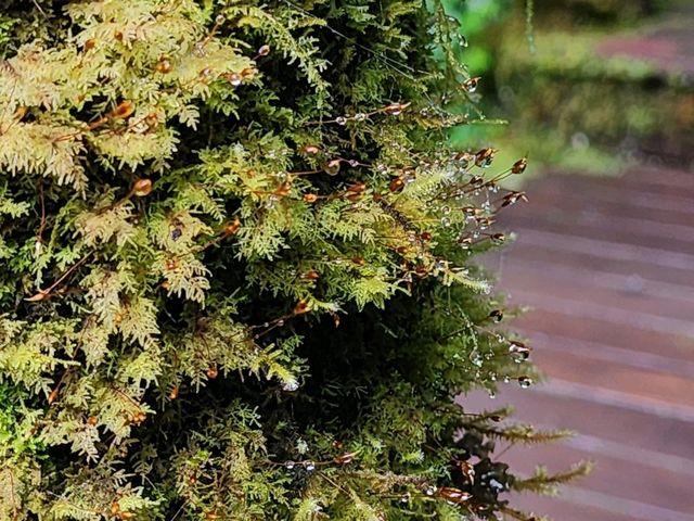 Forest Bathing at Doi Inthanon: Chill Vibes + Epic Scenery